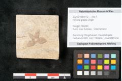 Foto (Objekt + Etikett) von Royena graeca Unger (NHMW-GEO-2024-0188-8172)